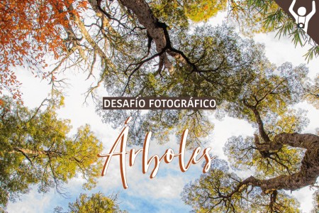DESAFÍO #8