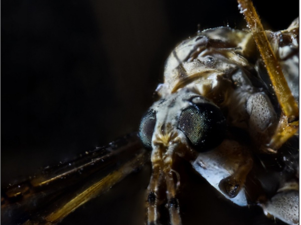 FOCUS STACKING: TIPS PARA LOGRAR IMÁGENES CON APILAMIENTO DE ENFOQUE