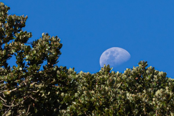 APLICANDO LA DISTANCIA HIPERFOCAL PARA LA LUNA Y UN ÁRBOL