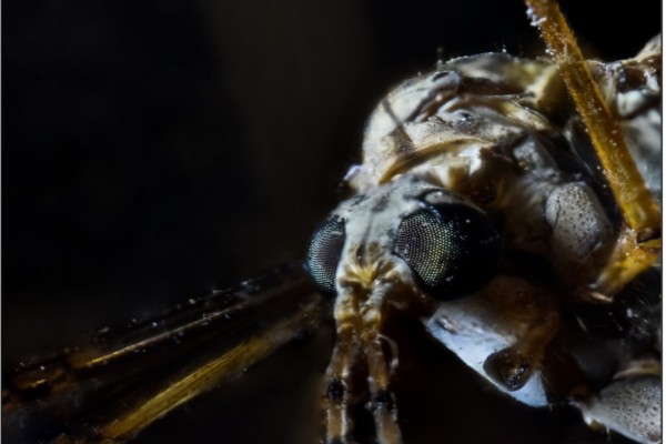 FOCUS STACKING: TIPS PARA LOGRAR IMÁGENES CON APILAMIENTO DE ENFOQUE